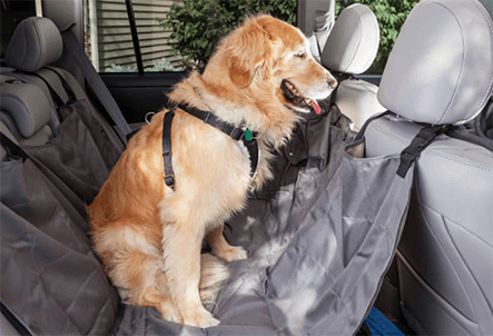 Dog car safety
