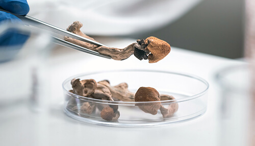 Understand your dose microdosing mushrooms