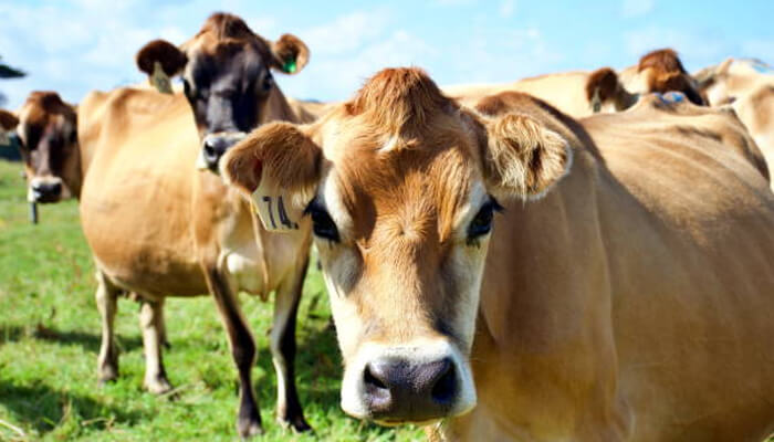 Choose grass-fed or pasture-raised meats food production