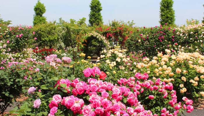 Rose garden karnal