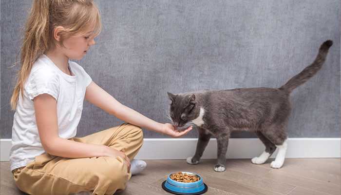 Choose a formula that meets your kittens needs cat food