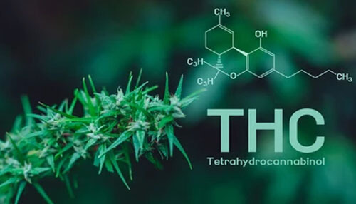 Things to Know about Delta-8 Tetrahydrocannabinol