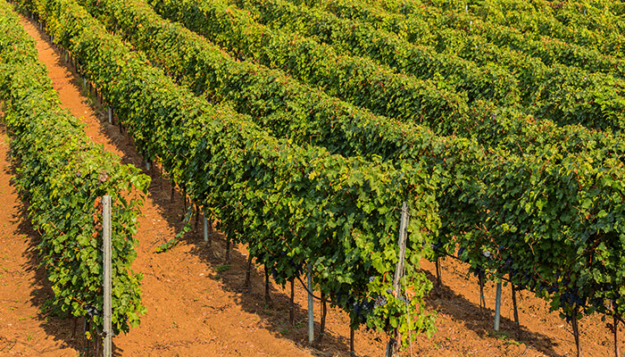Dynamic And Innovative Ways To Improve Vineyard Farms In Texas