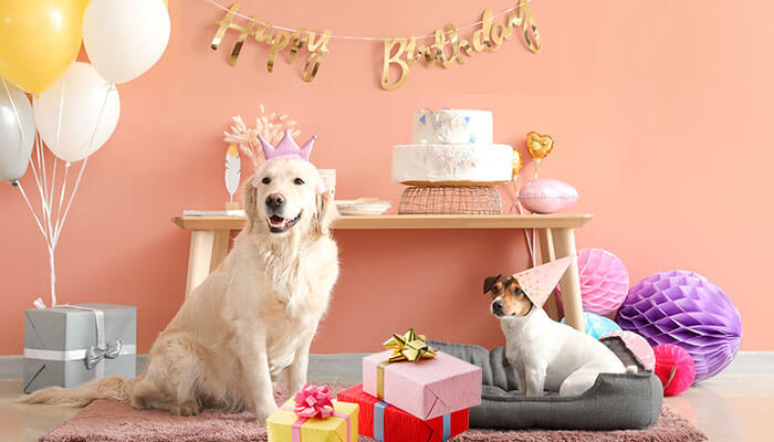 birthday-gifts-for-dogs-celebrating-your-pup-s-special-day