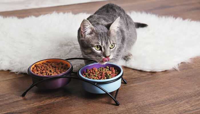 A Beginners Guide to Picking the Best Cat Food for Your Kittens Growth