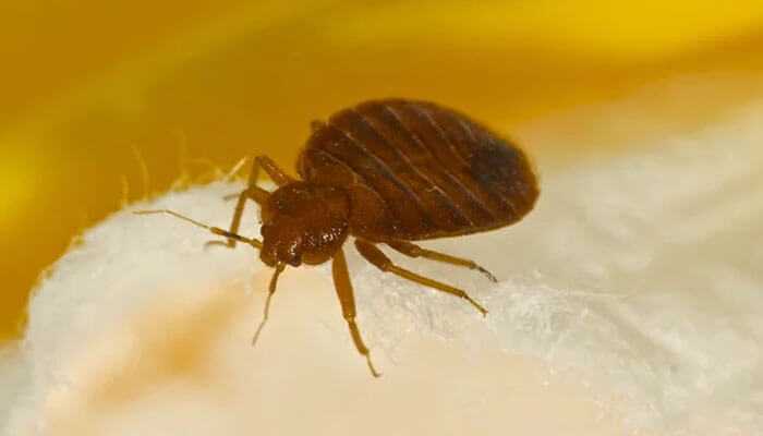 The Hidden Effects of Bed Bugs on Food Businesses