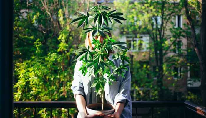 Guide to growing cannabis Plant at home indoors