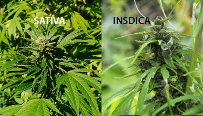 From Sativa to Indica : Differentiating Weed Strains.